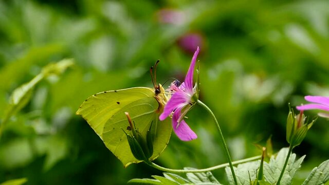 green butterfly drinks nectar from a flower 