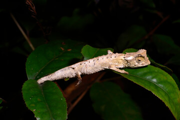 Stachelchamäleon // Plated Leaf Chameleon (Brookesia stumpffi) - obrazy, fototapety, plakaty