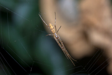 Tetragnatha sp spider waiting for preys on his web. High quality photo