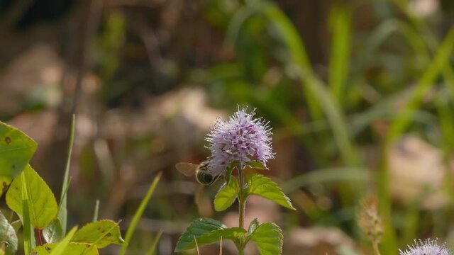 A 4K of a bee sitting on a violet wildflower