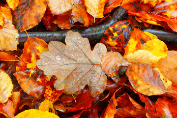 Autumn foliage on a Forest Floor at Hamsterley, County Durham, England, United Kingdom.