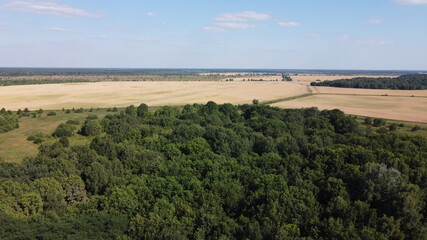Dense green forest under blue sky, sunny summer weather. Scenery.