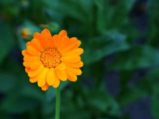 A small calendula flower on a blurry background, top view.