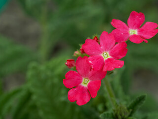 Obraz premium A few pink verbena flowers on a blurry green background.