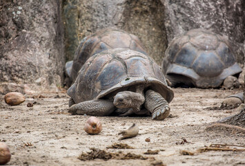 Gigantic Turtles in Seychelles, Rare Endemic Species, Giant Turtle, Aldabra Island, Population,Gigantic Turtles in Seychelles, Rare Endemic Species, Giant Turtle, Aldabra Island, Population, in Water