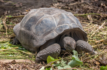 Gigantic Turtles in Seychelles, Rare Endemic Species, Giant Turtle, Aldabra Island, Population,Gigantic Turtles in Seychelles, Rare Endemic Species, Giant Turtle, Aldabra Island, Population, in Water