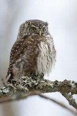 Eurasian Pygmy Owl