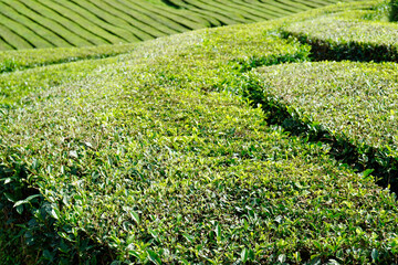 tea fields on the azores