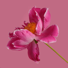 Pink peony flower isolated on pink background.