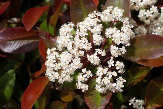 Photinia serrulata, fotinia, Photinia serratifolia flower and plant