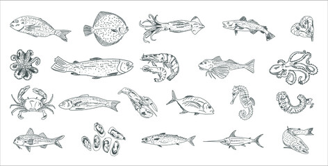 Hand drawn fish set. Fish sketch collection. Hand drawn vector illustration.Food menu illustration.