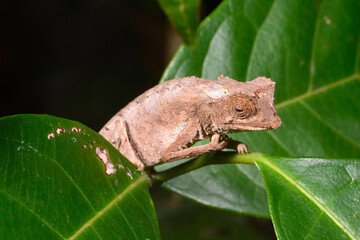 Plated Leaf Chameleon // Stachelchamäleon (Brookesia stumpffi) © bennytrapp