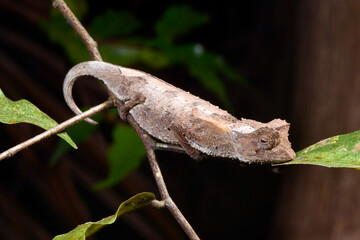 Plated Leaf Chameleon // Stachelchamäleon (Brookesia stumpffi) © bennytrapp