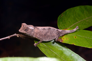 Plated Leaf Chameleon // Stachelchamäleon (Brookesia stumpffi) © bennytrapp