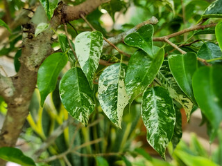 banyan tree spotted variegated leaves. focus at center.