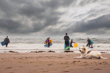 Cute big dog on a beach, Surfers in the background out of focus. Outdoor activity. Animal care and life guard. Strandhill, county Sligo, Ireland. Outdoor sport.