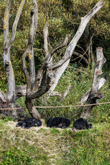 Fototapeta premium Family of chimpanzee sleeping on a grass in a zoo. Monkey relaxing on a sunny day after lunch.