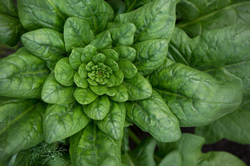 Fototapeta premium Fresh organic leaves of spinach in the garden .