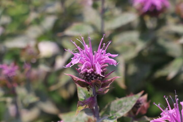 初夏の公園に咲くモナルダベルガモットのピンク色の花