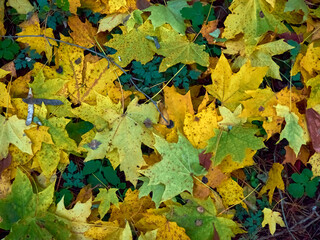 fallen maple leaves lie on the green grass, autumn landscape
