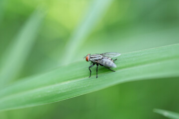 A fly perched on a green leaf with a green backdrop. Macro photography technics