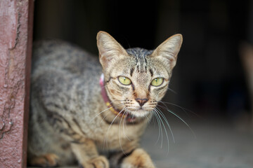 A cute little cat is sitting at the door of the house.Copy space, close up, background. Adorable domestic pet concept.