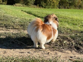 Kleiner Hund steht im Wind und schaut dabei auf den Wald über ihr.
Tibet Spaniel, Herbstwind, Herbststimmung, Sonne, windig