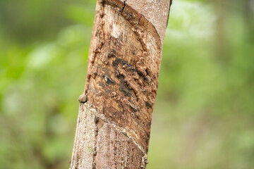 Fototapeta premium The rubber tree that was tapped by farmers to break the rubber face until it was damaged, making it impossible to create value from that rubber tree again. Concept damage from agriculture.Close up.