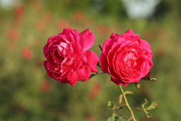 nature green rose flower