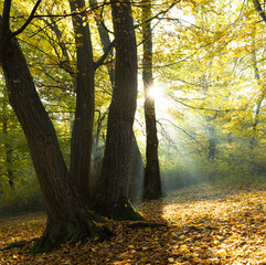 Sunrice in the forest. Autumn forest in the morning. The sun's rays among the leaves of the trees