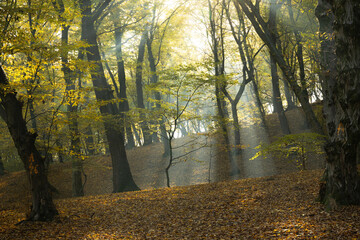 Sunrice in the forest. Autumn forest in the morning. The sun's rays among the leaves of the trees