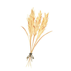 Pampas grass watercolor illustration. Hand drawing bouquet.