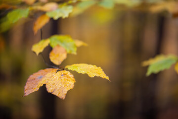 Detail of yellow leaves on twig in forest in autumn. Colorful foliage on tree in fall in close up. Orange plant hanging on branch in woodland.