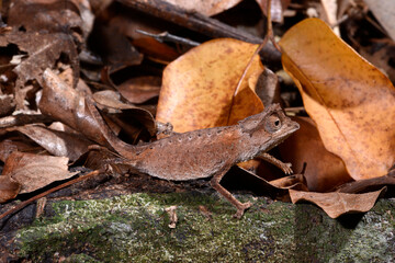 Plated Leaf Chameleon // Stachelchamäleon (Brookesia stumpffi) © bennytrapp