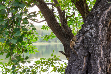 Striped chipmunk on a tree against a background of leaves and a lake. Photo with a wild animal....