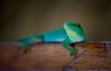 Lizard on Palm Leaves Tropical Background Sun Light Holiday Travel Design Space Palm Trees Branches Landscape Indonesia Seychelles Philippines Travel Island Relax Sea Ocean. green felzuma