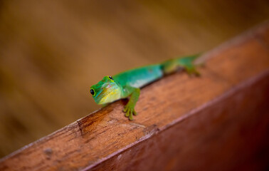 Lizard on Palm Leaves Tropical Background Sun Light Holiday Travel Design Space Palm Trees Branches Landscape Indonesia Seychelles Philippines Travel Island Relax Sea Ocean. green felzuma