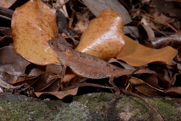Stachelchamäleon // Plated Leaf Chameleon (Brookesia stumpffi) © bennytrapp