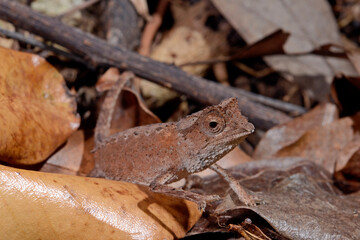 Plated Leaf Chameleon // Stachelchamäleon (Brookesia stumpffi) © bennytrapp