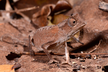 Stachelchamäleon // Plated Leaf Chameleon (Brookesia stumpffi) © bennytrapp