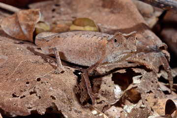 Plated Leaf Chameleon // Stachelchamäleon (Brookesia stumpffi) © bennytrapp