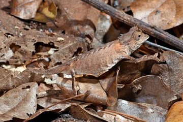 Plated Leaf Chameleon // Stachelchamäleon (Brookesia stumpffi) © bennytrapp