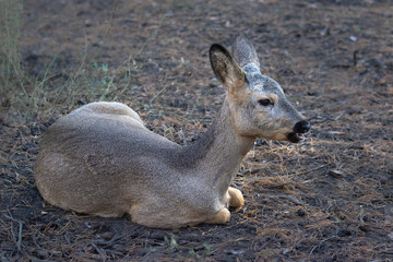 a roe deer