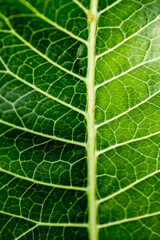 leaf veins, green background