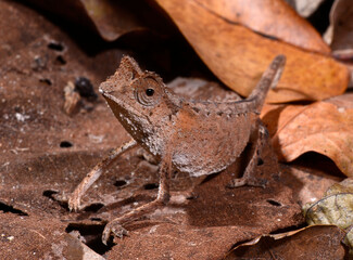 Plated Leaf Chameleon // Stachelchamäleon (Brookesia stumpffi) © bennytrapp