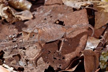 Plated Leaf Chameleon // Stachelchamäleon (Brookesia stumpffi) © bennytrapp