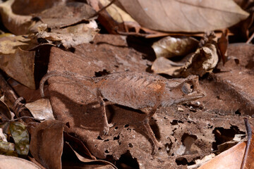 Plated Leaf Chameleon // Stachelchamäleon (Brookesia stumpffi) © bennytrapp