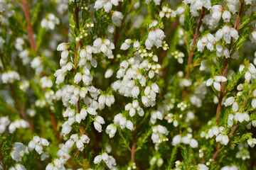White bell heather