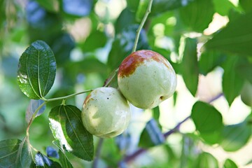 수확을앞둔가을대추입니다