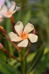 Obraz na płótnie Canvas Common oleander